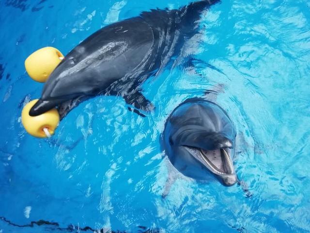 与海狮互动亲吻,亲吻海洋动物