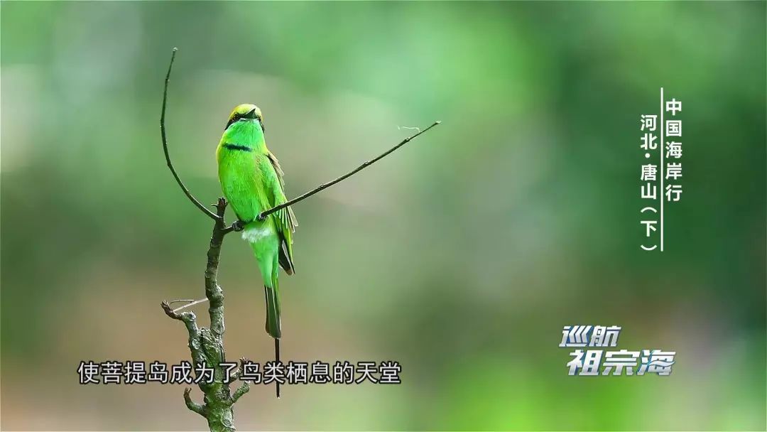 我想去唐山三岛曹妃甸港看看感受下百年“评”韵绽芳华