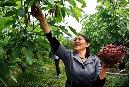 洛阳樱桃桑葚采摘最佳地点,洛阳樱桃桑葚采摘园