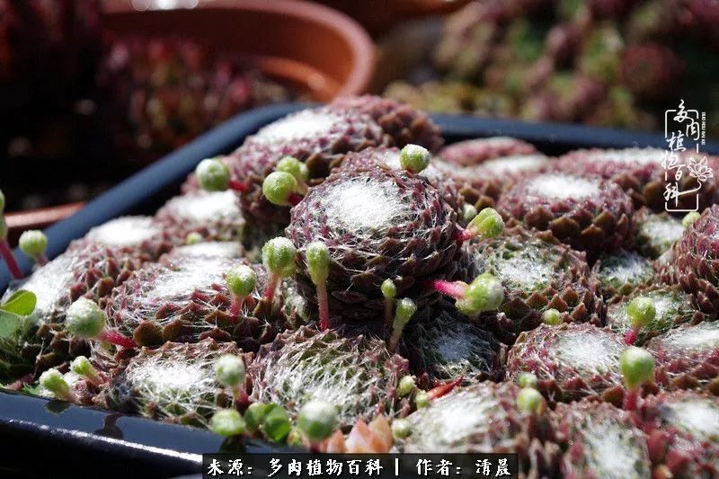 记录多肉开花的美好时光,清晨的多肉图片大全