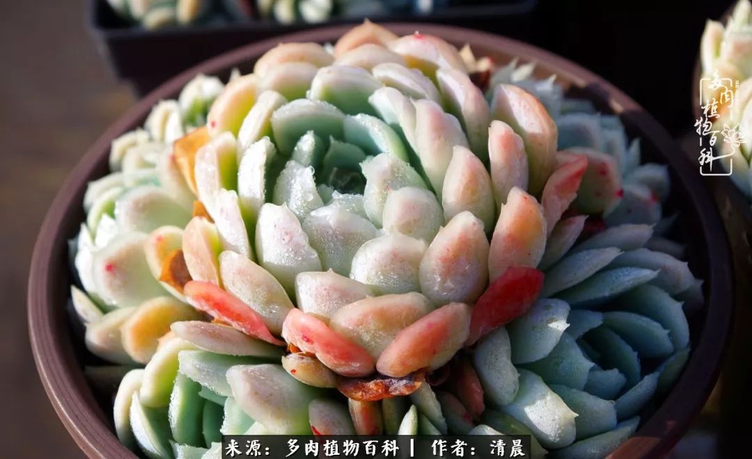 记录多肉开花的美好时光,清晨的多肉图片大全