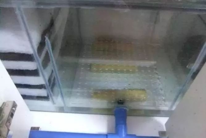 1.5米生态缸的用料及造景,1.2米的缸适合做什么缸