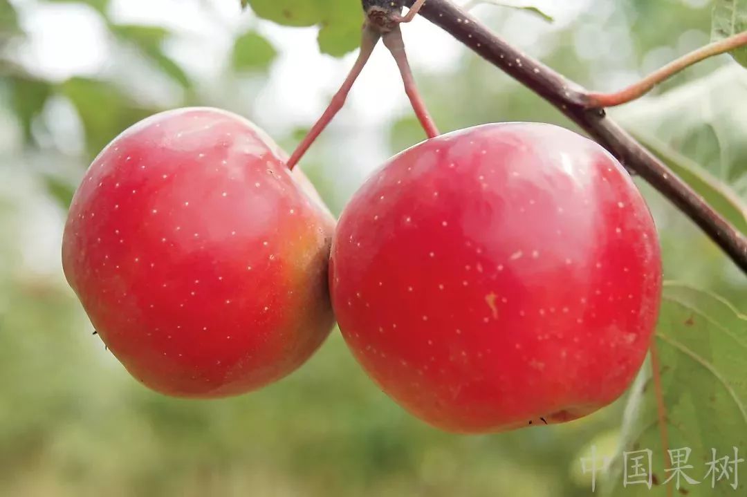 我国苹果出口流向排名,我国苹果出口