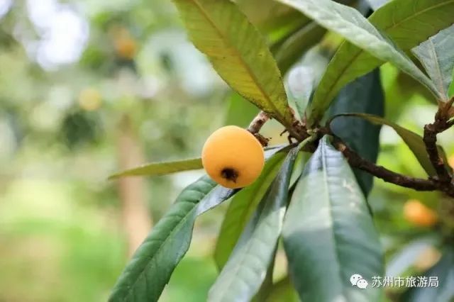 东山枇杷价格最新行情,东山枇杷今日价格