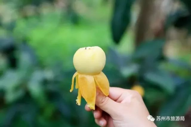 东山枇杷价格最新行情,东山枇杷今日价格