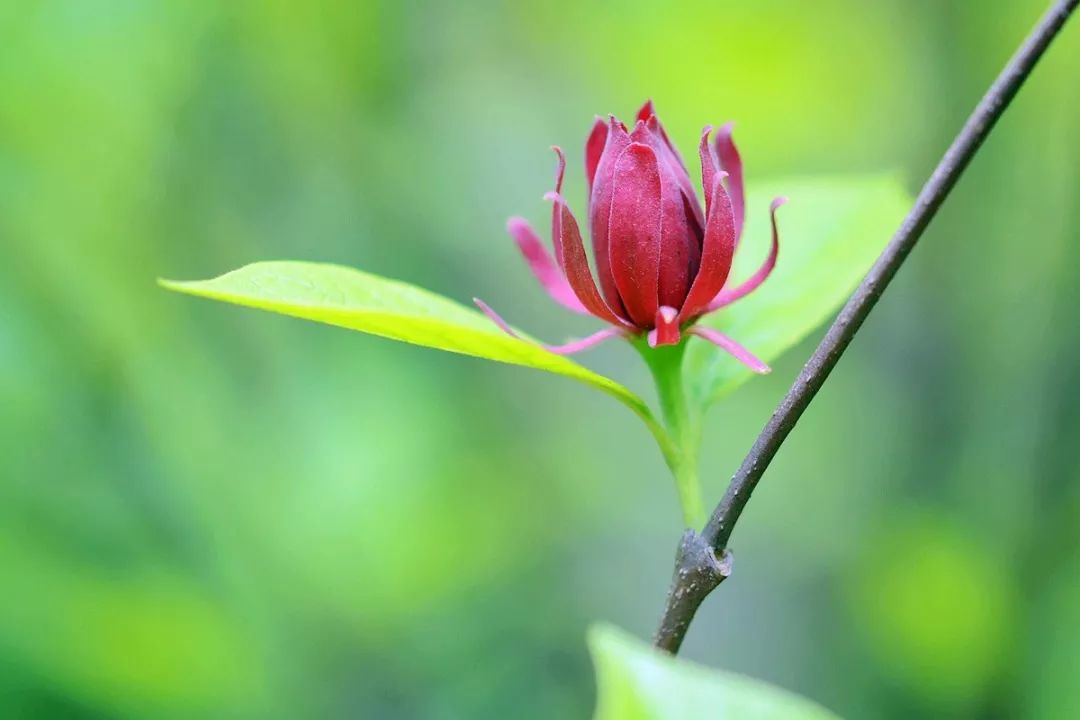 腊梅怎么开花,腊梅开花