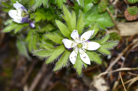春山鸟空啼,春山空啼鸟
