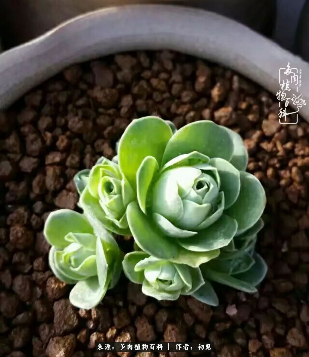 从开始养多肉就对多肉疯狂热爱,多肉美肉控养方法