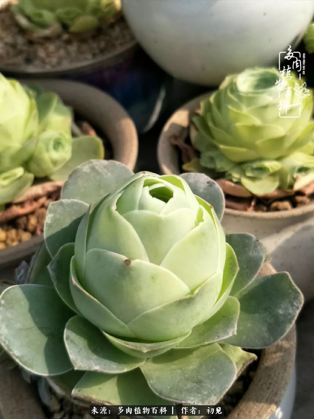 从开始养多肉就对多肉疯狂热爱,多肉美肉控养方法