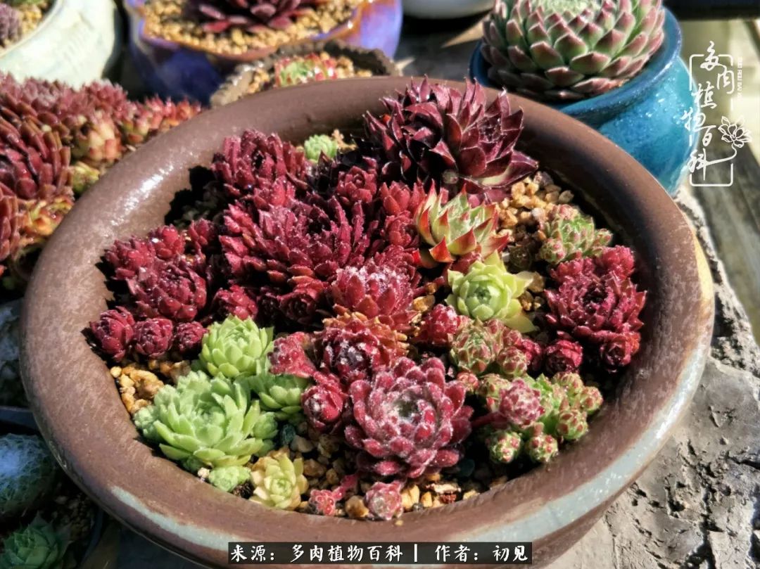 从开始养多肉就对多肉疯狂热爱,多肉美肉控养方法