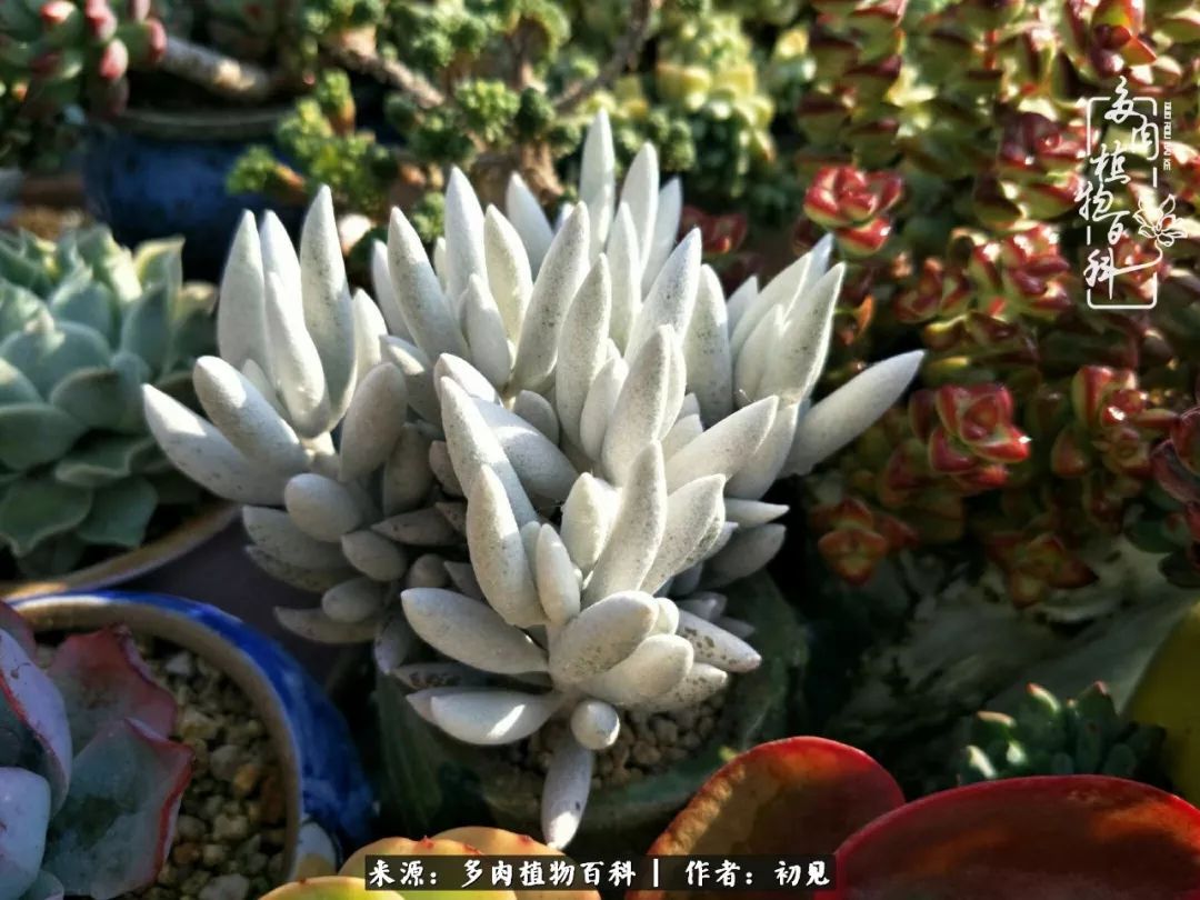 从开始养多肉就对多肉疯狂热爱,多肉美肉控养方法