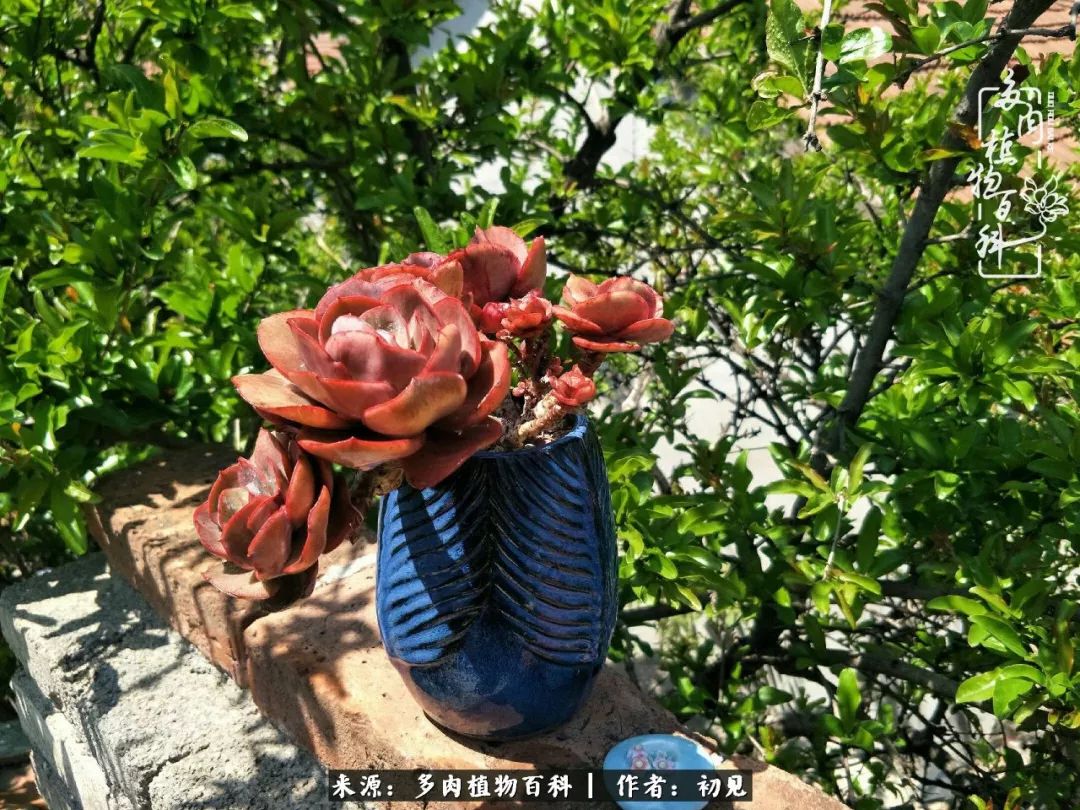 从开始养多肉就对多肉疯狂热爱,多肉美肉控养方法