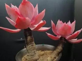 多肉老桩怎么才能更好看,紫珍珠多肉老桩可以用全颗粒土吗