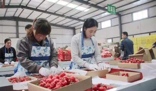 陕西的樱桃好吃,陕西大樱桃酸甜可口