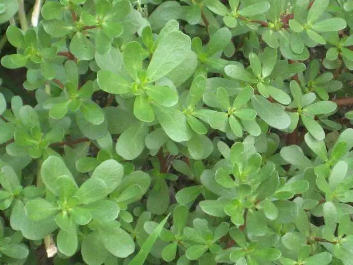 有比百草枯更毒的农药吗,有百草枯这种农药吗