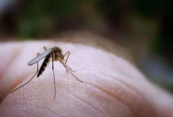 夏季防蚊虫大作战,小窍门实用防蚊虫