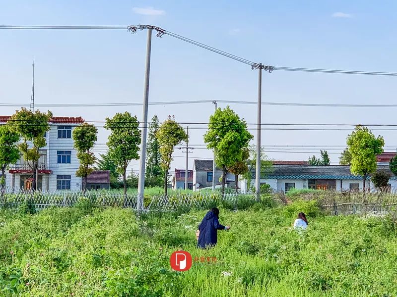 五月芬芳之旅，与你相约海安大马士革*瑰园玫**