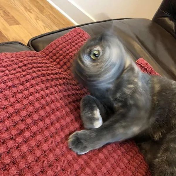 日本“手工鬼才”捏的小动物模型，比表情包还沙雕