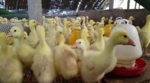 大棚养鹅成本利润,养鹅投资与利润分析