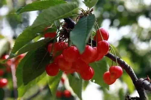 拿好这篇西安采摘樱桃指南,西安白鹿原樱桃采摘