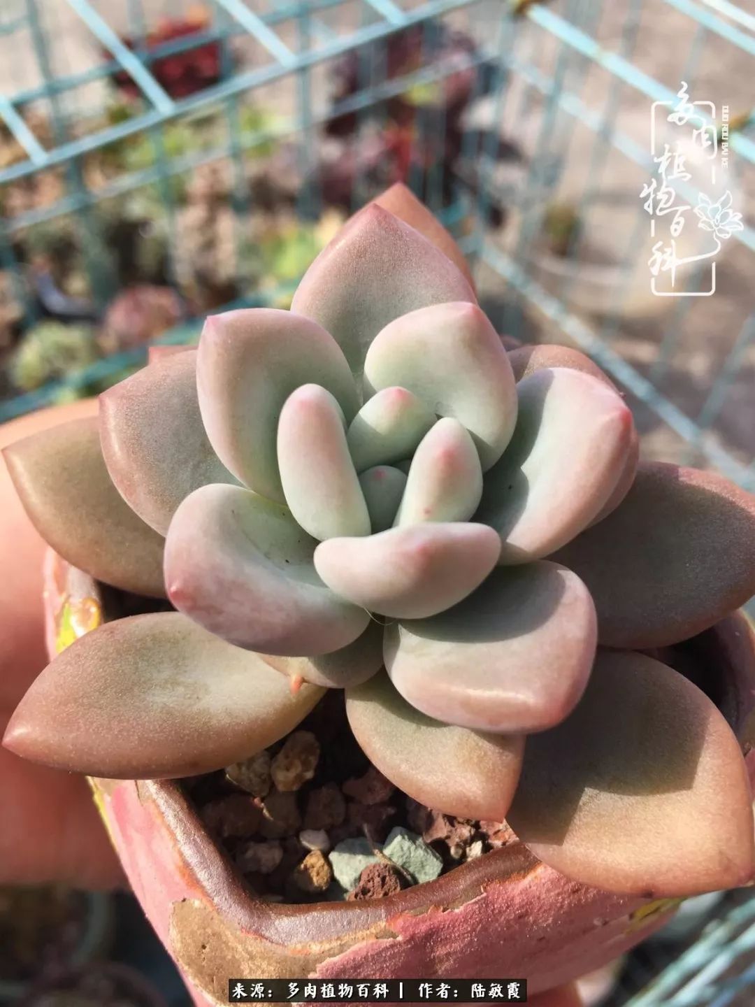 往后余生与花草相伴,往后余生与健康相伴