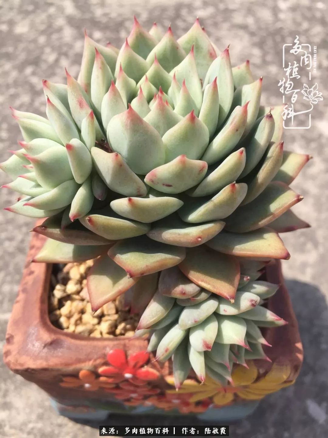 往后余生与花草相伴,往后余生与健康相伴