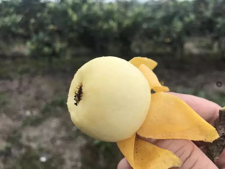 皮薄鲜甜多汁！去年卖爆的塘栖枇杷又来了，顺丰到家！