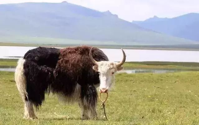 牛品种最好是哪个品种,适合生产雪花牛肉的中国牛品种