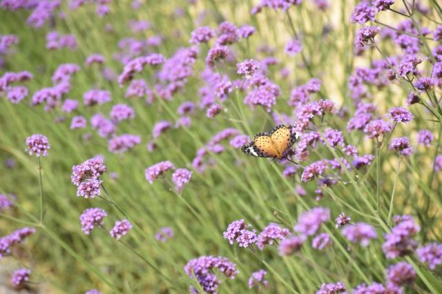 浮生御度假村温泉票,浮生御套票