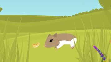 仓鼠的嘴巴和舌头是怎么样的,仓鼠这么可爱能吃掉吗