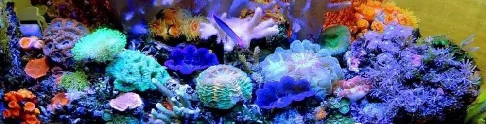 海缸害怕阳光照射吗,海缸如何压制褐藻