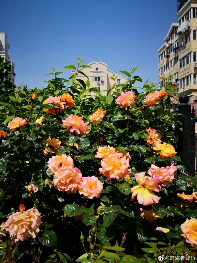 青岛一座浓厚德式风情的海滨城市,青岛一座很美的城市