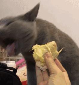 进口水果小百科系列｜你的“猫山王”是真的吗？