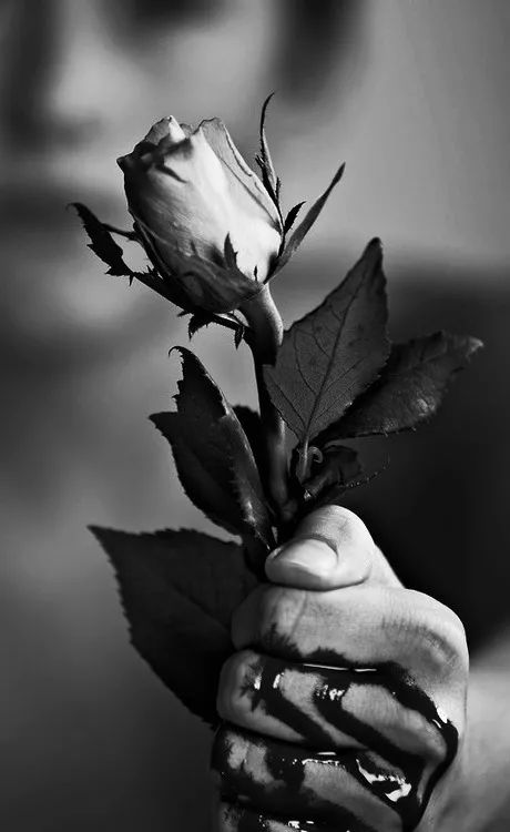 寻香|还原派VS颠覆派？诶呦~想不到这花还有两副面孔！（上）