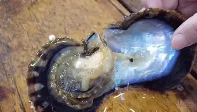 黄圣依同款防晒,防晒p50气垫bb霜