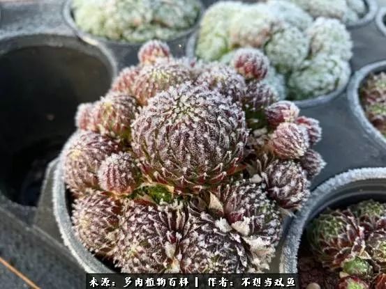 这是个什么神仙草？我被*引勾**了！不能自己一个人进坑！