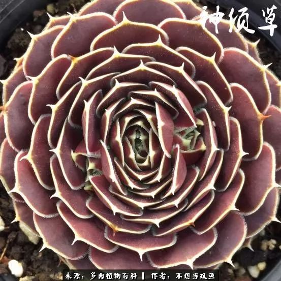 这是个什么神仙草？我被*引勾**了！不能自己一个人进坑！