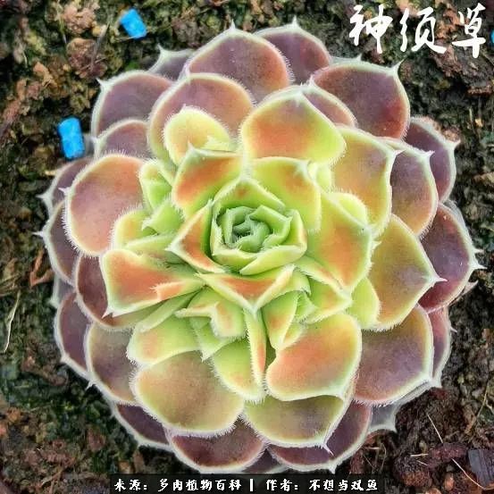 这是个什么神仙草？我被*引勾**了！不能自己一个人进坑！