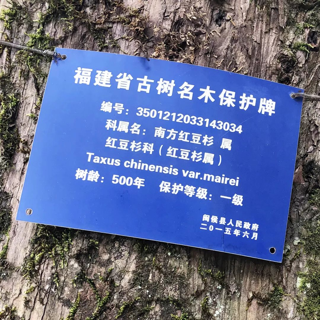 红豆杉树皮正确的吃法,红豆杉树皮的正确吃法