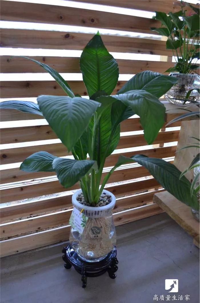 能净化空气吸附甲醛的植物有哪些,吸甲醛最好的植物排行榜