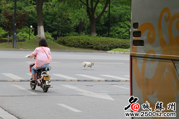 学校驱逐流浪狗防止学生被咬,大学生喂流浪狗被咬伤