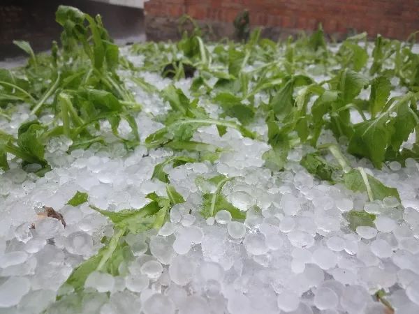 【改革开放中的今天】2008年5月31日,556辆长城精灵轿车出口非洲俄罗斯,河北省轿车出口实现零突破