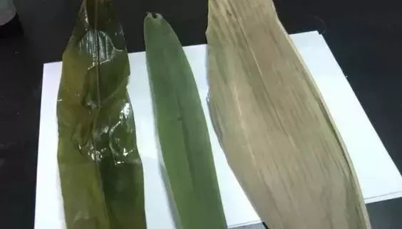 粽叶泡过硫酸铜和正常的区别,怎样辨别粽叶有没有浸泡过硫酸铜