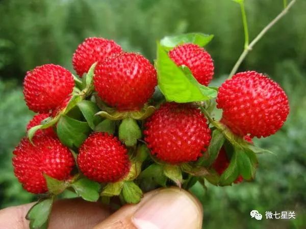 小心有毒路边野菜别乱采,有毒的野果和野菜