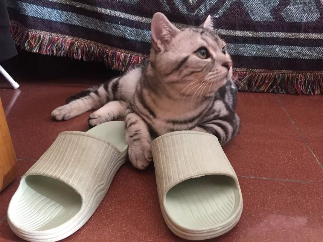 高萌来袭!真小奶猫小奶狗!|毛孩子的童年有多奶?