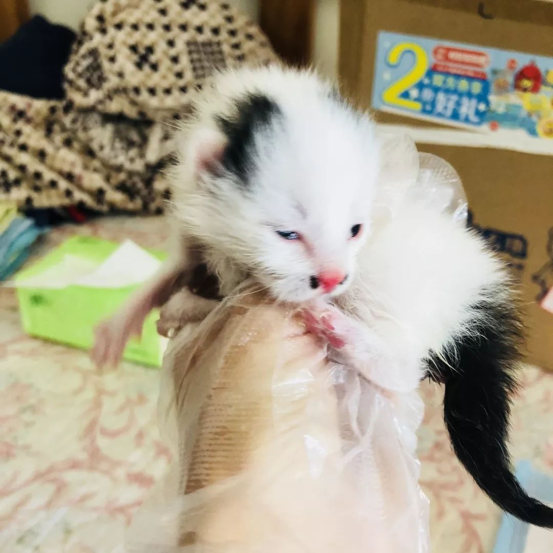 高萌来袭！真小奶猫小奶狗！|毛孩子的童年有多奶？