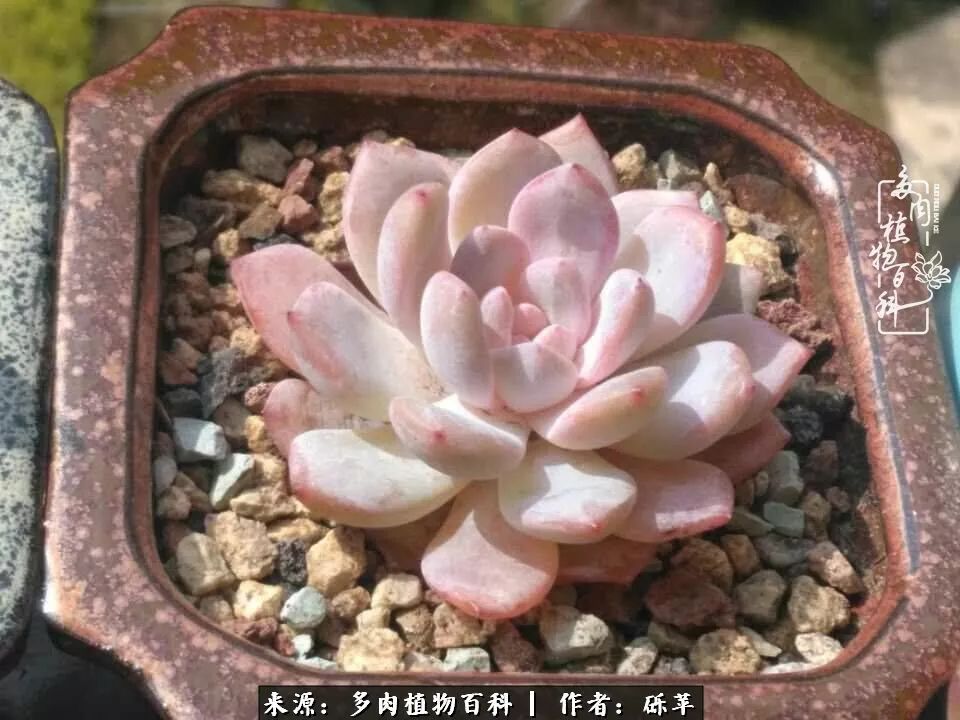 养多肉一个人就可以玩到天荒地老,养多肉的幸福其实很简单