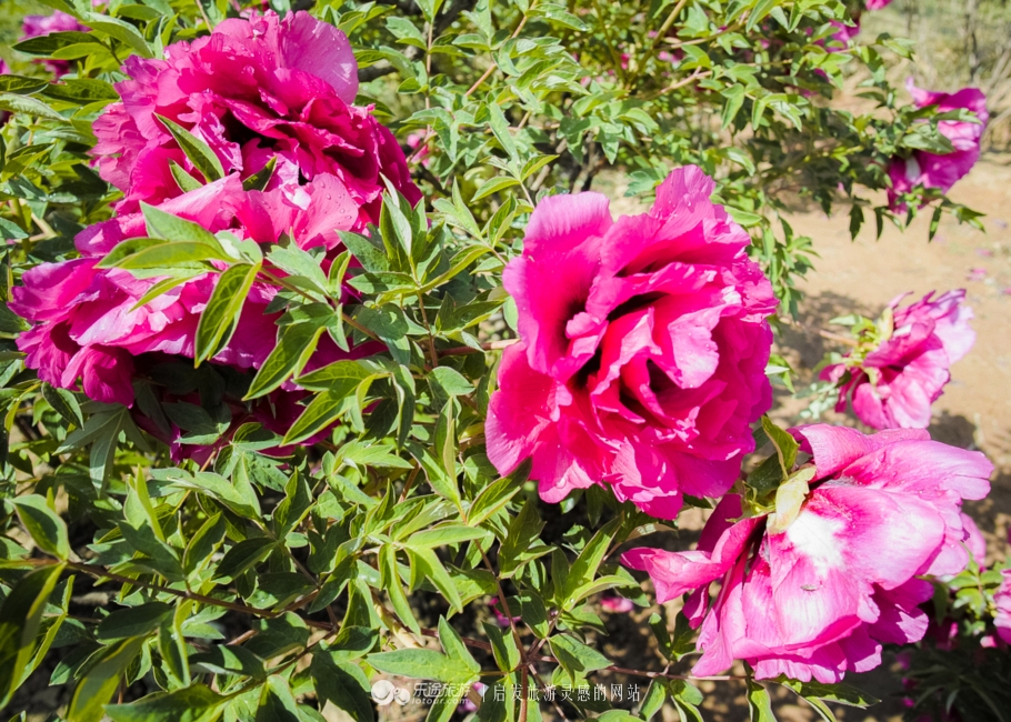 他让高寒干旱地开满牡丹花，打造西北牡丹第一园