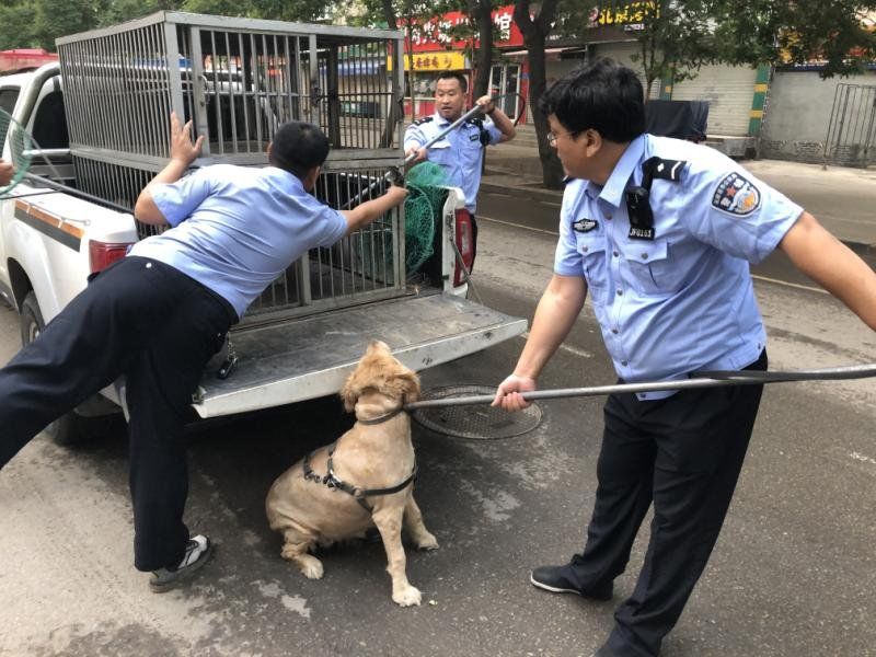 石家庄禁养犬被抓后怎么处理,石家庄市养犬管理条例修订