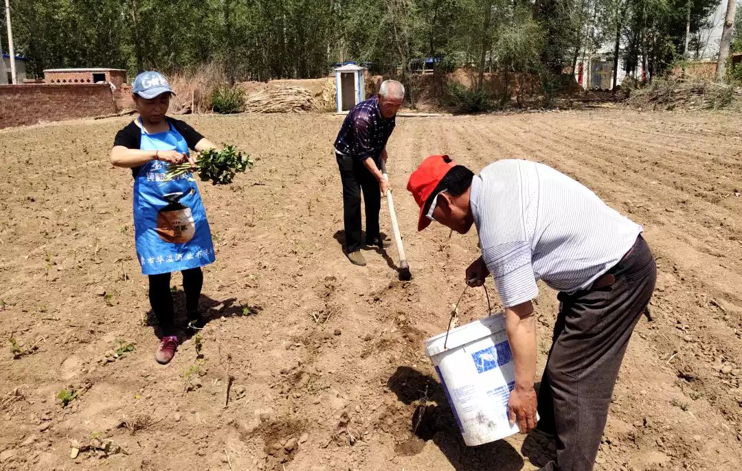 农家小庭院变身观光园增收园,农家小庭院变身致富园
